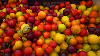 How to Harvest Cherries, Peaches and Almonds, All From the Same Tree